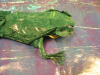 Tree_frog_3_6_de_Petr_Sturchly-tete_modeler.png