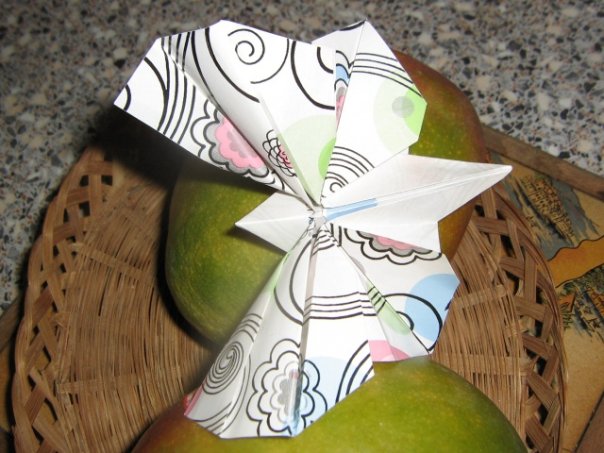 Papillon de Rikki Donachie
