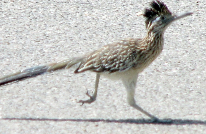 Voila un "Road runner"
Il y a une certaine ressemblance avec ma création a ce qu'on en dit ...
