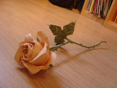 Phu Tran Rose 

