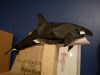 DSC00022.jpg