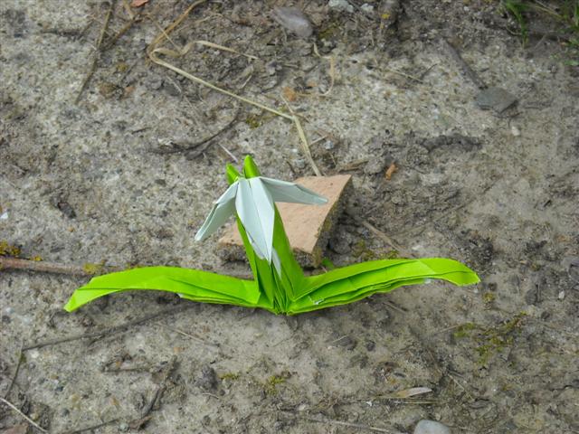Perce neige
Challenge de janvier 2009. Plié dans une feuille de papier cadeau bicolore vert et blanc (récupérée), grammage inconnu
