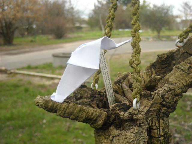 Colibri (première quinzaine de mars 2010)
