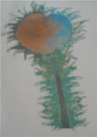 Pennanemone ciliare
