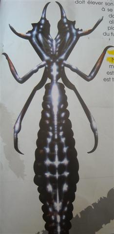 Arachnoïde 
