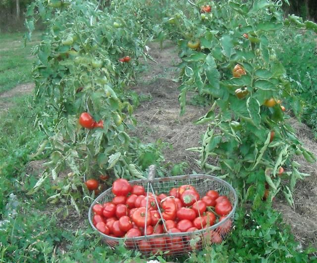 La pieuvre a de quoi soutenir un siège (en plus c'est bon pour la santé)
