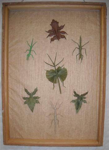 Tableau d'insecte 2 : Manuel Sirgo
