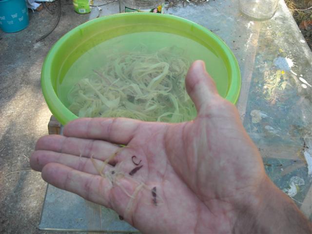 DSCN1879_28Small29.JPG