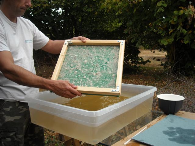 feuille sortie de l'eau
