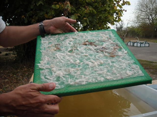 une fois sortie de l'eau
