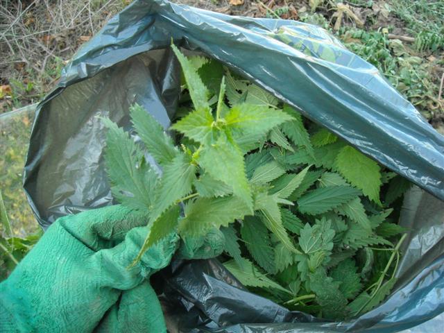 récolte de feuilles et sommités d'ortie
