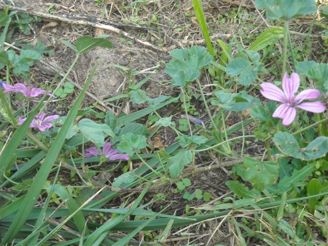Quelle bonne surprise ! de la mauve dans mon jardin ! 
