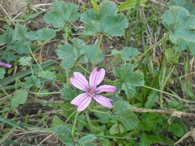 C'est grâce à cette fleur que je l'ai repérée
