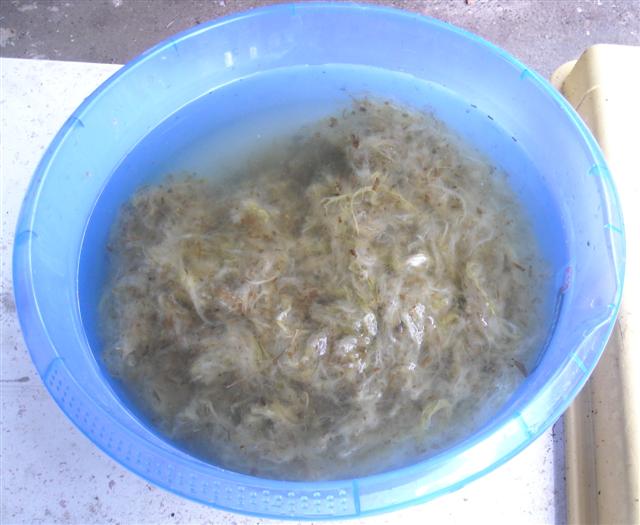 fibre d'ortie après cuisson et avant nettoyage
