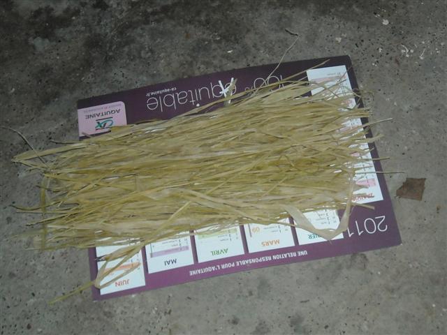 Liber de murier à feuille de platane
