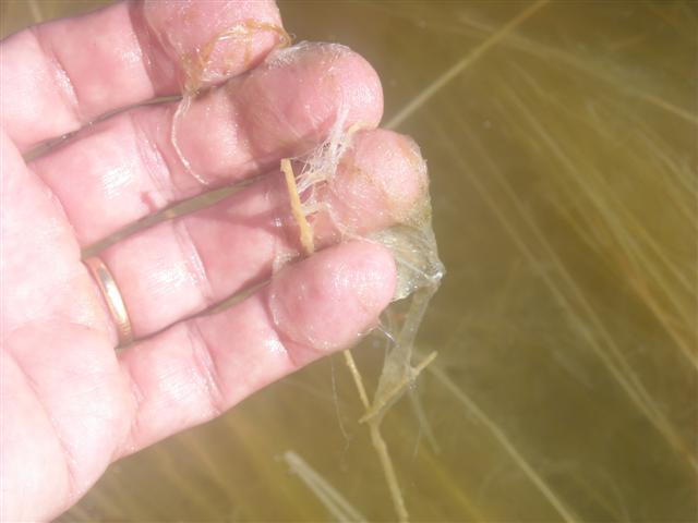 les fibres
