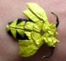 Guèpe de Kaze

