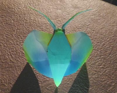 Insecte volant de Christophe Curat
