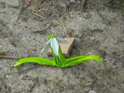 Perce neige d'Argil
