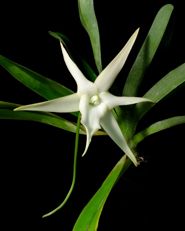 Angraecum sesquipedale - le vrai, pour comparer
