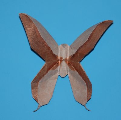 Papillon de Victorien
