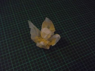 Physalis de Dachale

