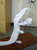 Nom du fichier=Crocodile_d_Artistdragon.jpg
Taille du fichier=49Ko
Dimensions : 480x640
Ajouté le : 21 Janvier 2011 Crocodile_d_Artistdragon.jpg