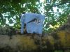 DSCN1528_28Small29.JPG