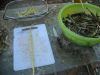 DSCN1873_28Small29.JPG