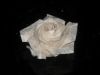 DSCN2216_28Small29.JPG