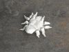DSCN2223_28Small29.JPG