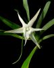 angraecum_sesquipedale.jpg