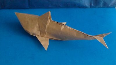 Requin Angel Morollon
