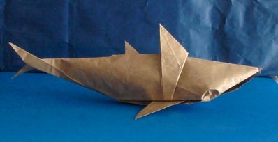 Requin Angel Morollon

