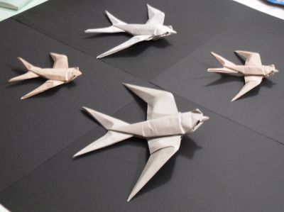 Sipho's swallow
La migration des hirondelles
