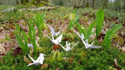 J8 - Etape
Un vol de grues des forêts à l'étape.
Forêt bourguignonne au large d'Avallon.
