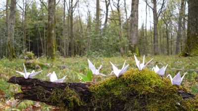 J8 - La grue des forêts
Découverte d'une nouvelle espèce : la grue des forêts.
Production 7 à main levée pendant l'averse.
