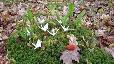 J8 - Prédateur naturel
Combat rapproché. La grue des forêts s'en sortira-t-elle face à ce prédateur redoutable...
