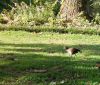 Faune_locale.jpg