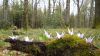 J8-Grues_des_forêts.JPG