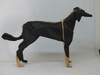 saluki_005.JPG