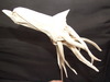 POULPHIN

