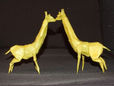 couple de girafes
