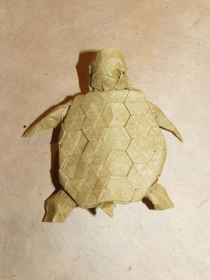 tortue
