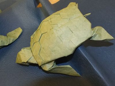 tortue_marine_282129.JPG