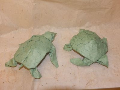 tortue_marine_28229.JPG