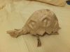 Eric_Joisel_tortue_28229.JPG