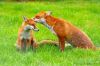fox_f1.jpg