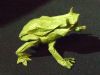 ma_grenouille_V2_28829.JPG