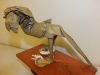 roitelion_versus_cobrafe_2~0.jpg